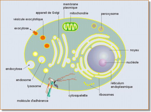 Introduction à la Biologie et la Cellule