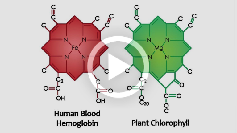 Cholorphylle & Hémoglobine! (Video)