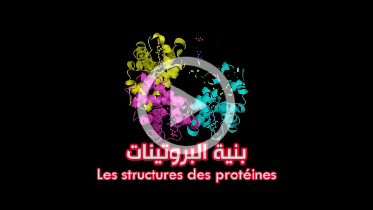 La structures des protéines. (Video)