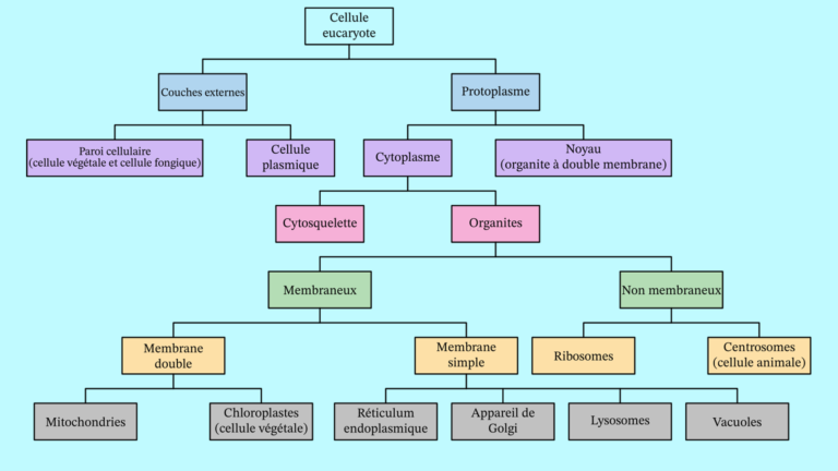 Les organites cellulaires (Schèma)