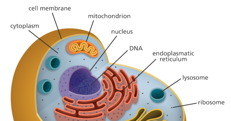 Résumé de Biologie cellulaire