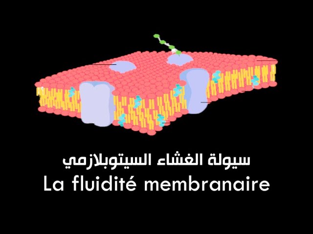 La fluidité membranaire (video)