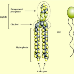 lipide_polaire