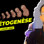 gametogenese