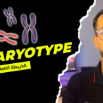 Caryotype
