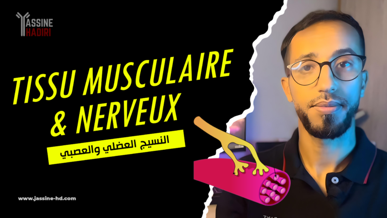 Le Tissu Musculaire & Nerveux (Video + Schèma)