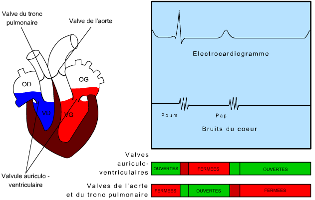 L’électrocardiogramme (ECG) (Animation)