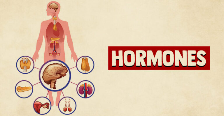 Endocrinologie : Classification des Hormones